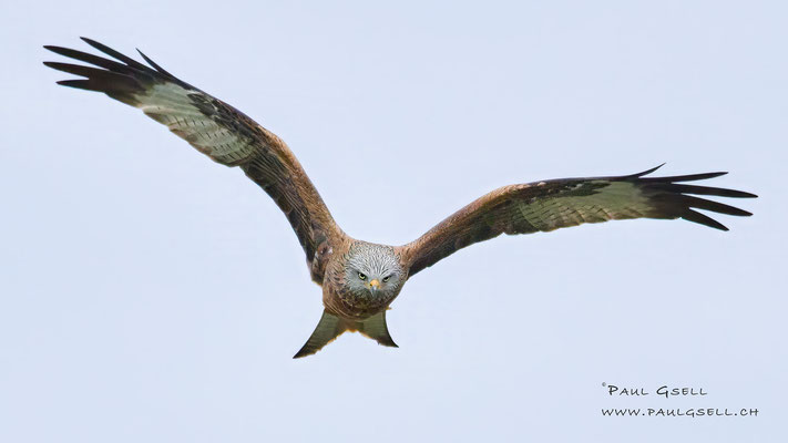 Rotmilan - Red Kite - #7732