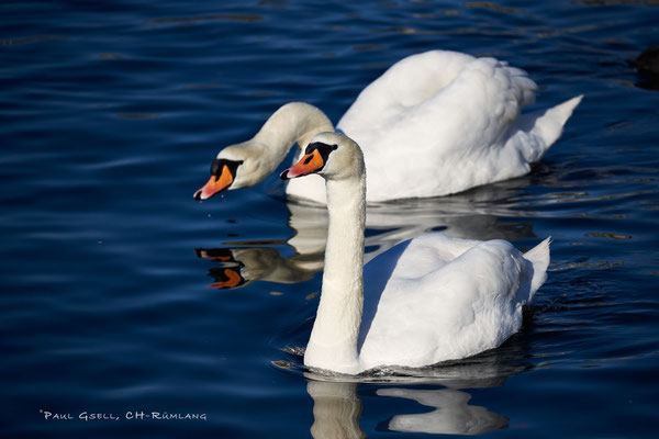 Höckerschwäne im Zürichsee - #0140