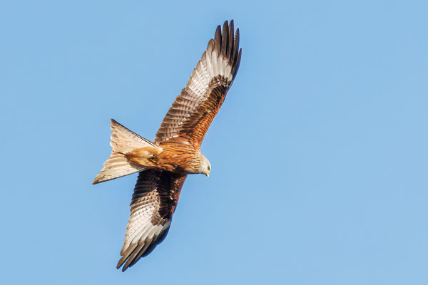 Rotmilan - Red Kite #1797