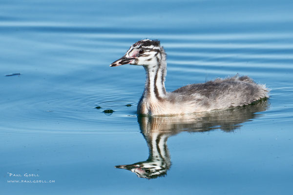 Haubentaucher - Great Crested Grebe - #0233