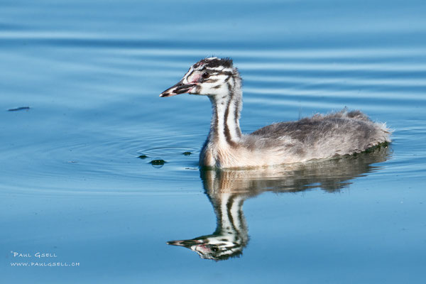 Haubentaucher - Great Crested Grebe - #0233