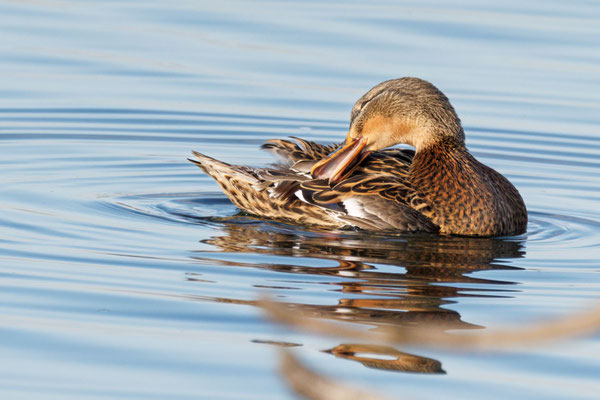 Stockente - Mallard - #6724