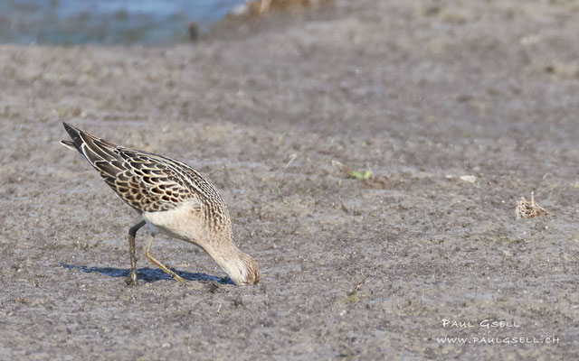 Kampfläufer - Ruff - #7290
