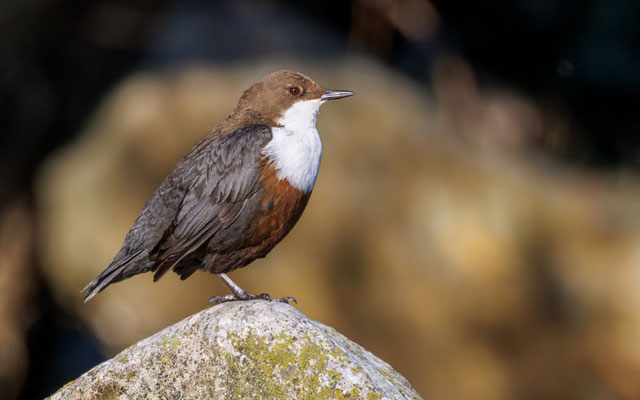 Wasseramsel - Dipper - #8517