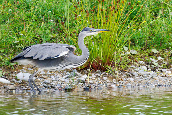 Graureiher - Grey Heron - #7896
