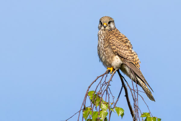 Turmfalke - Kestrel - #0827