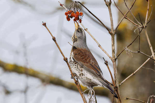 Wacholderdrossel - Fieldfare - #3054