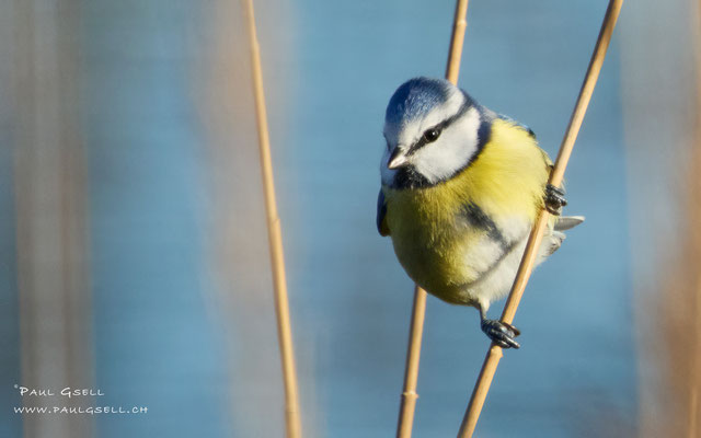 Blaumeise - Blue Tit - #1599