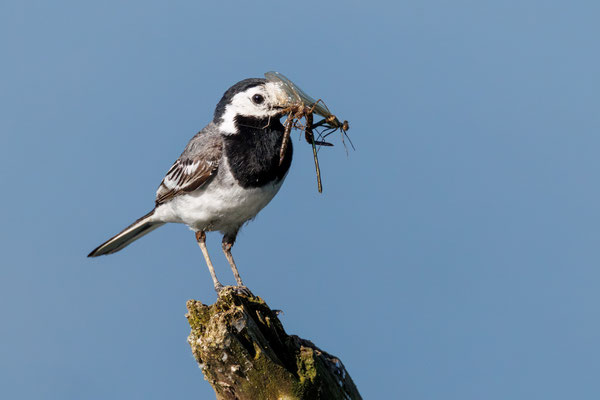 Bachstelze - White Wagtail - #2363