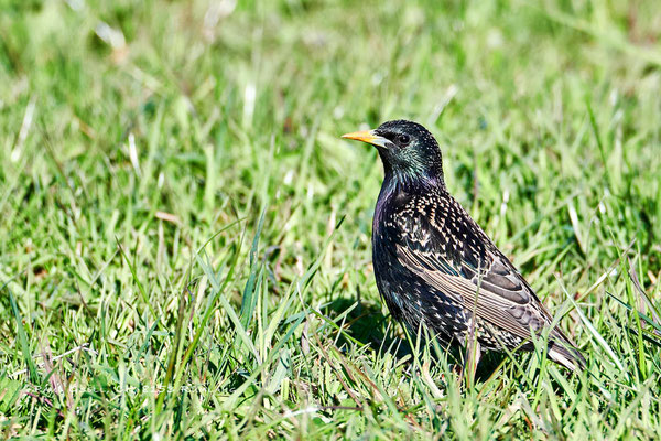 Star - Common Starling - #0940