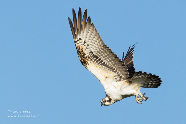 Fischadler - Osprey - #2503