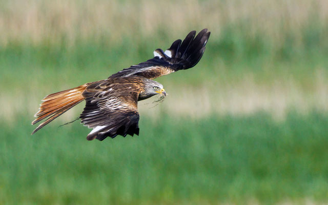 Rotmilan - Red Kite - #7676