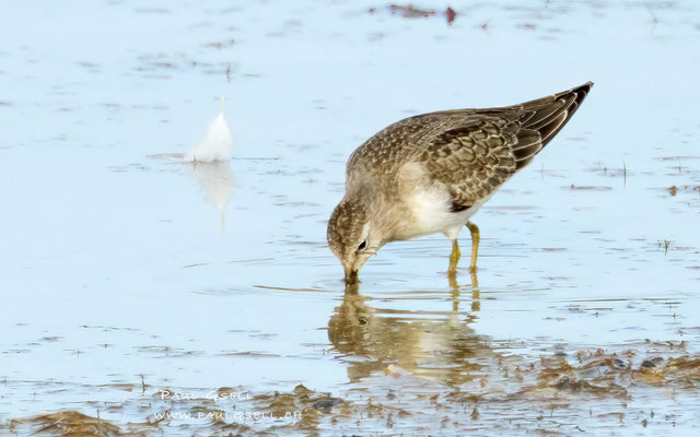 Temminckstrandläufer - Temminck's Stint - #0274