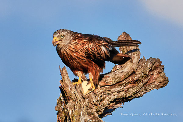 Rotmilan (Milvus milvus) - Red Kite - #0397