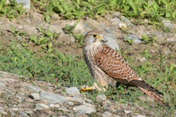 Turmfalke - Kestrel - #0518