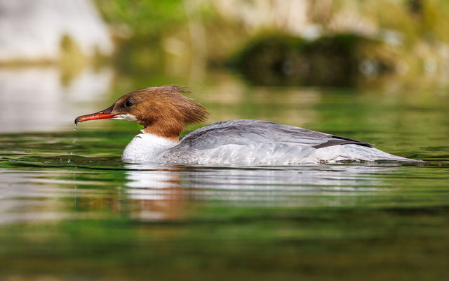 Gänsesäger Weibchen - Goosander female - #7554