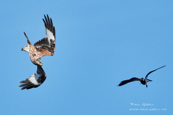 Rotmilan - Red Kite #4999