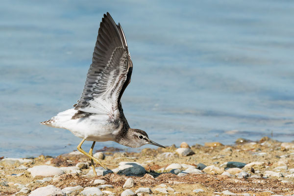 Bruchwasserläufer - Wood Sandpiper - #5687