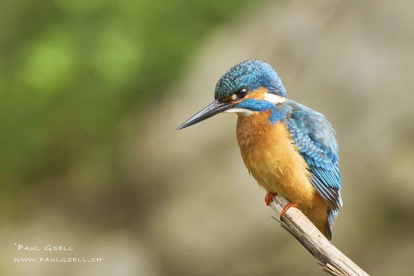 Eisvogel Männchen - Kingfisher Male - #7863