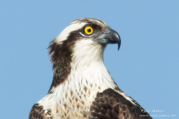 Fischadler - Osprey Portrait - #2693