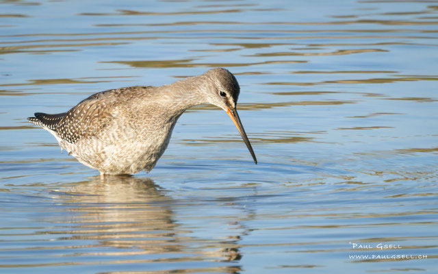 Dunkler Wasserläufer - Spotted Redshank - #0477