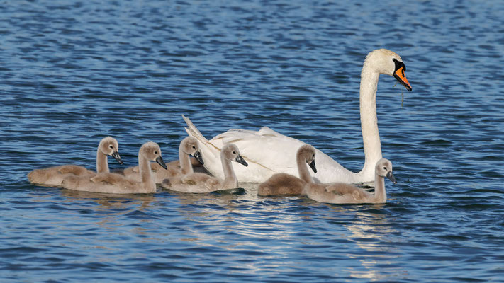 Höckerschwan mit Küken - Mute Swan with Chicks - #9534