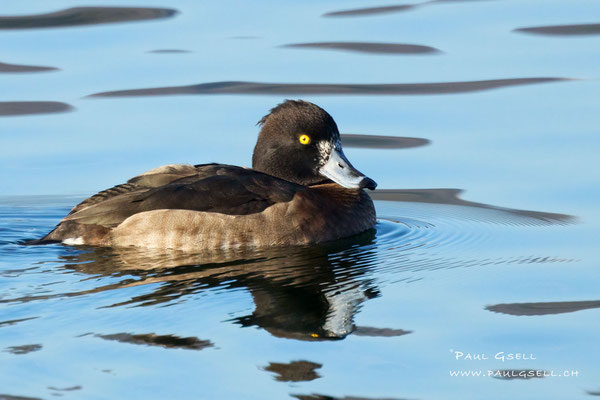 Reiherente Weibchen - Tufted Duck Female - #3575