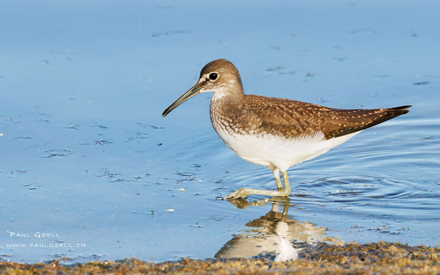 Waldwassserläufer - Green Sandpiper - #7597