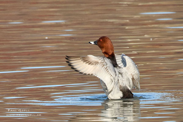 Tafelente Männchen - Common Pochard Male - #0490