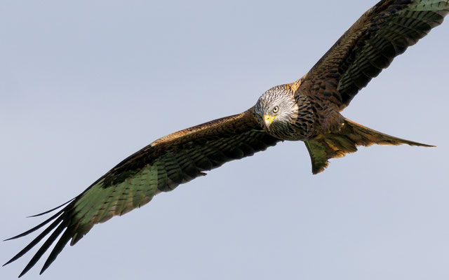 Rotmilan - Red Kite - #5630
