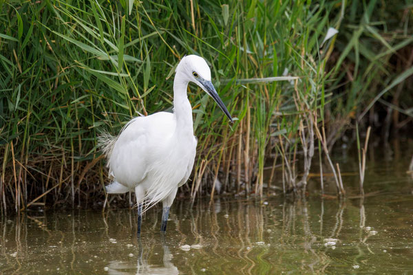Seidenreiher - Little Egret - #3618