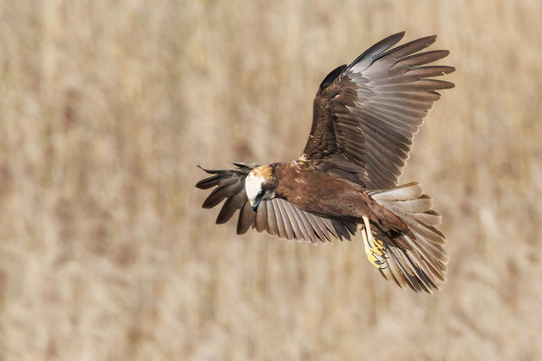 Rohrweihe Weibchen - Marsh Harrier Female - #8621