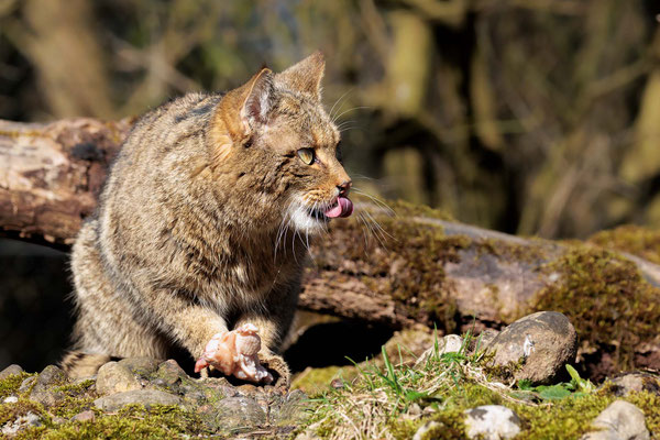 Wildkatze - Wildcat - #2782