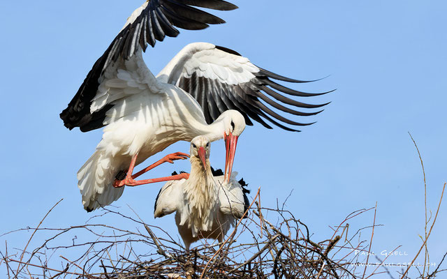 Weißstörche - White Storks - #7282