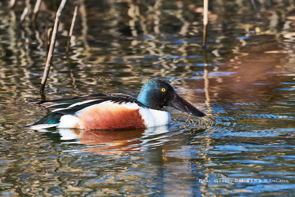 Löffelente Männchen - Northern Shoveler Male - #9301