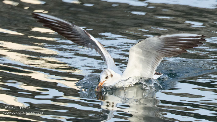 Lachmöwe - Black-headed Gull - #2971