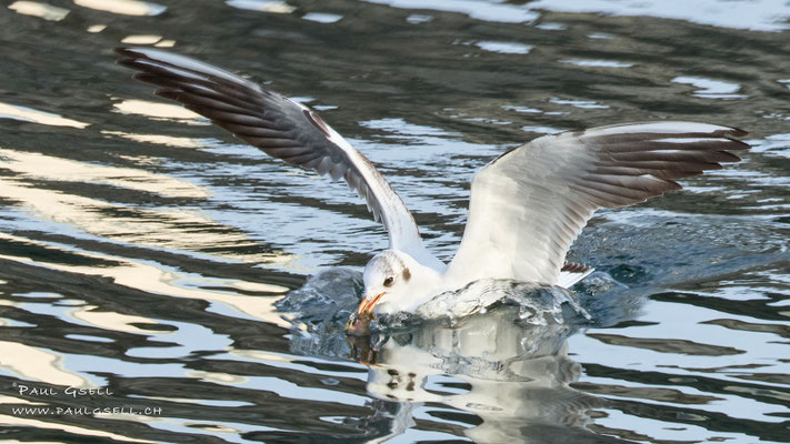 Lachmöwe - Black-headed Gull - #2971
