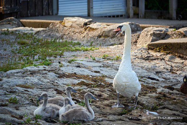 Höckerschwan mit 4 Jungen am Seeufer - #1599