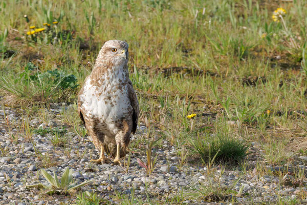 Mäusebussard - Common Buzzard - #9264