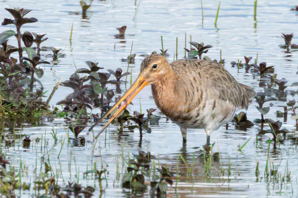 Uferschnepfe - Black-tailed Godwil - #2693