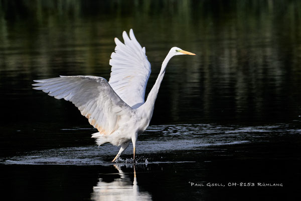 Silberreiher - Great white egret - (Ardea alba) - #2020