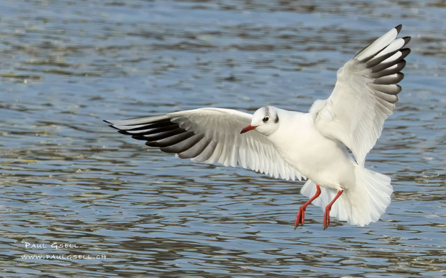 Lachmöwe - Black-headed Gull #3783