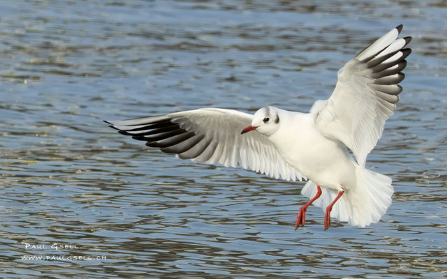 Lachmöwe - Black-headed Gull #3783