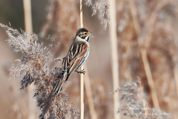 Rohrammer - Reed Bunting - #2556