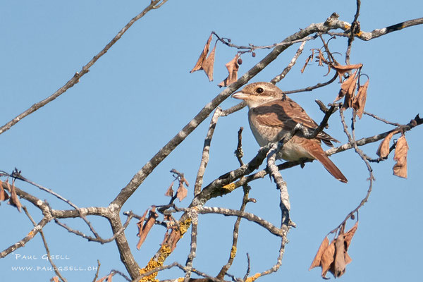 Neuntöter - Red-backed Shrike - #1109