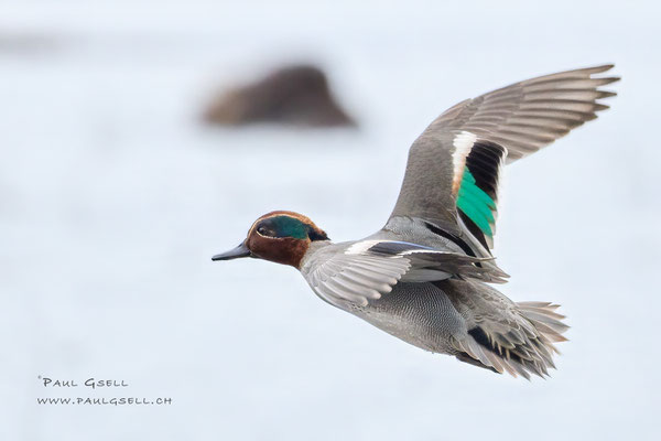 Krickente - Common Teal - #4784