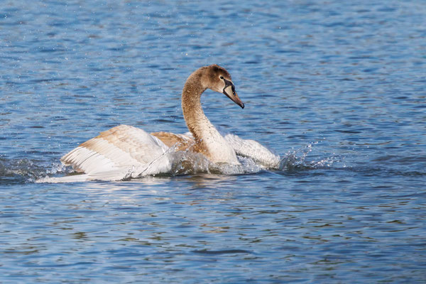 Junger Höckerschwan - Young Mute Swan - #2086