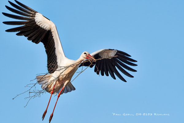 Weissstorch - White Stork - #8212