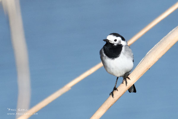 Bachstelze - White Wagtail - #3898