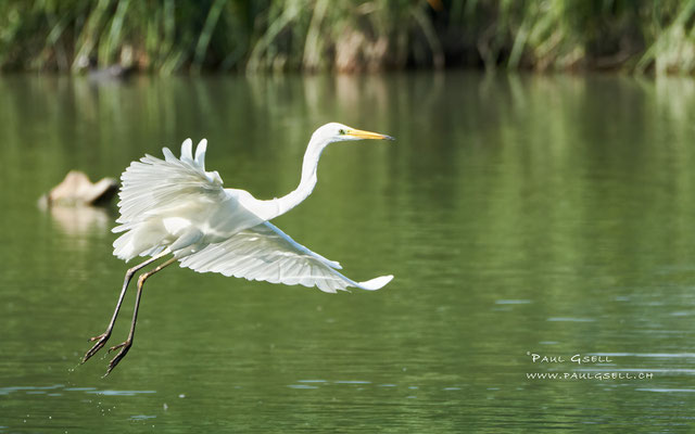 Silberreiher - Great White Egret - #4802